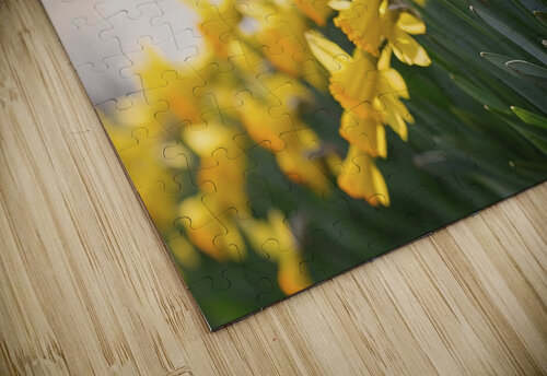 Daffodils flower background Lupu Andrei puzzle