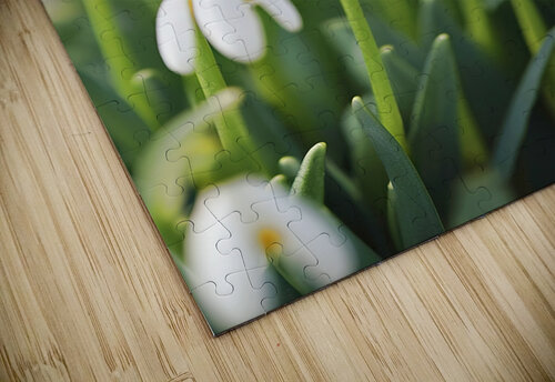 White Spring snowdrops Lupu Andrei puzzle