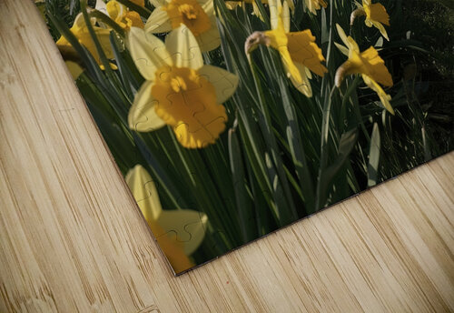Daffodils flower background Lupu Andrei puzzle