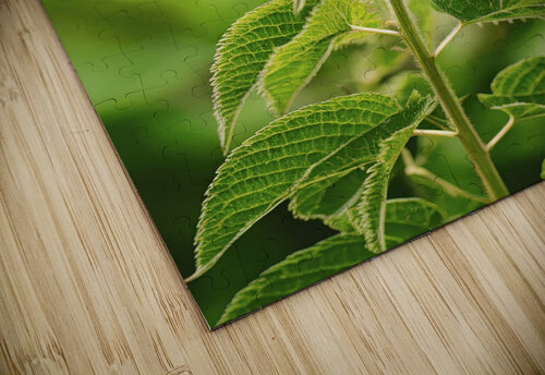 Nettle close up 2 Lupu Andrei puzzle