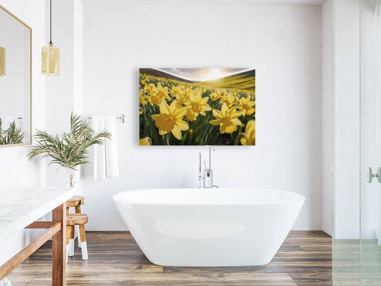 Daffodils flower background Reproduction