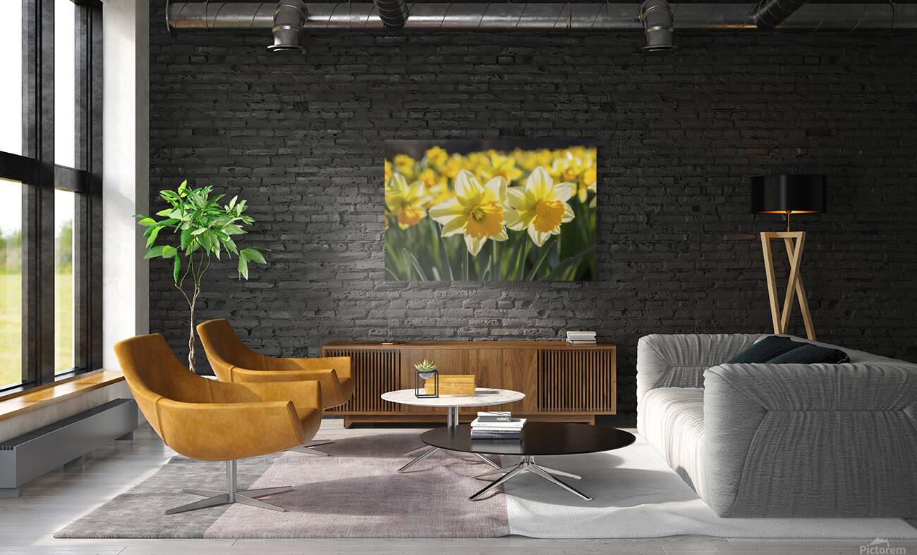 Daffodils flower background Reproduction