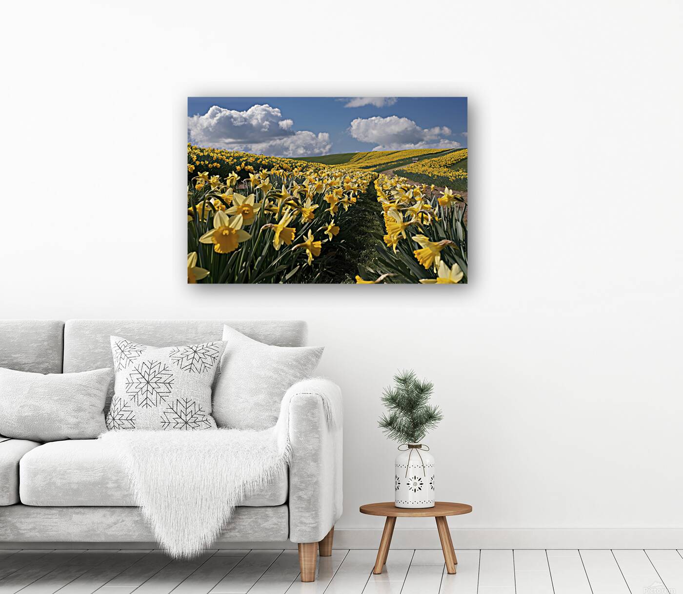 Daffodils flower background Reproduction