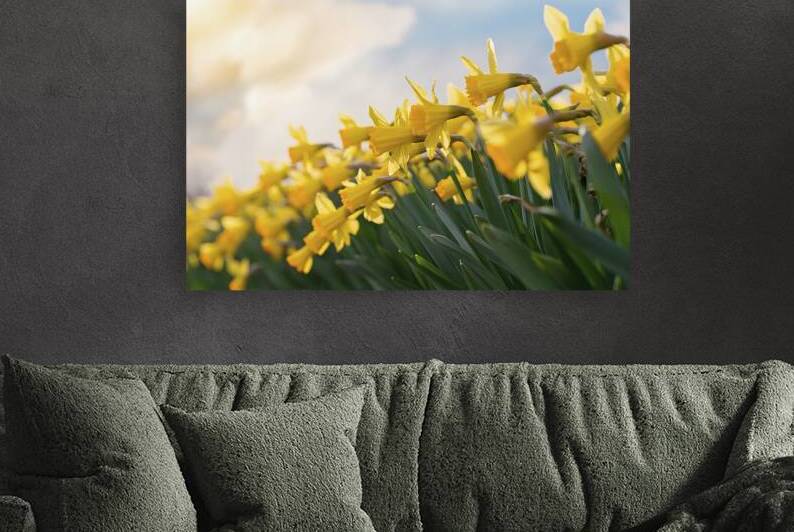 Daffodils flower background Reproduction