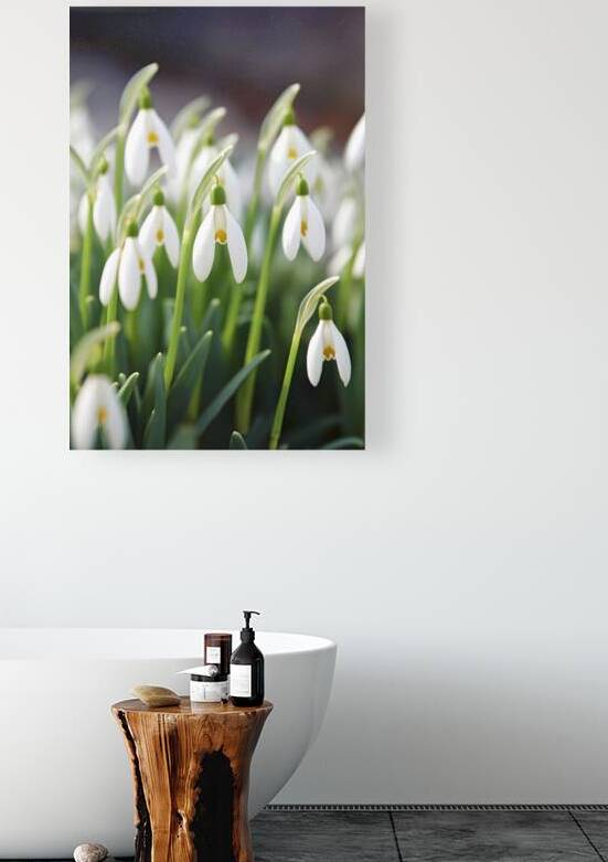 White Spring snowdrops by Lupu Andrei