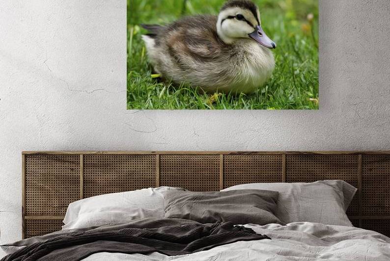 Newborn duckling 2 by Lupu Andrei