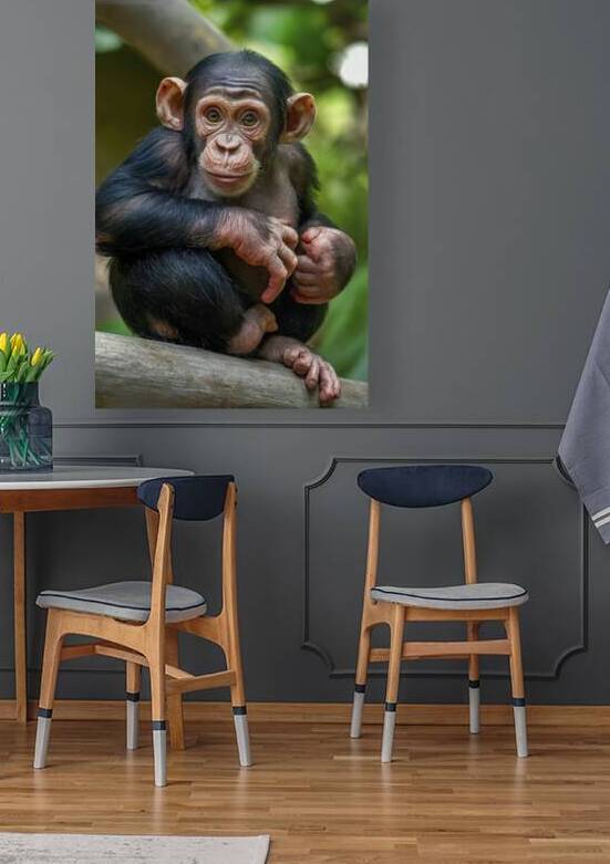 Chimpanzee baby 2 by Lupu Andrei