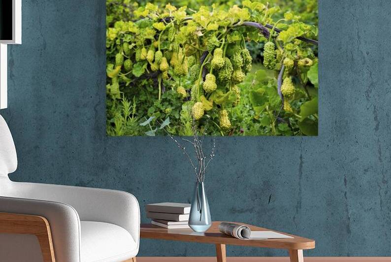 Bitter gourd hanging on a vine in field garden 1. by Lupu Andrei