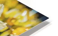 Daffodils flower background HD Metal print
