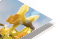 Daffodils flower background HD Metal print