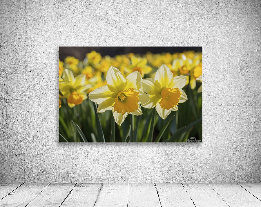 Daffodils flower background Wall Preview