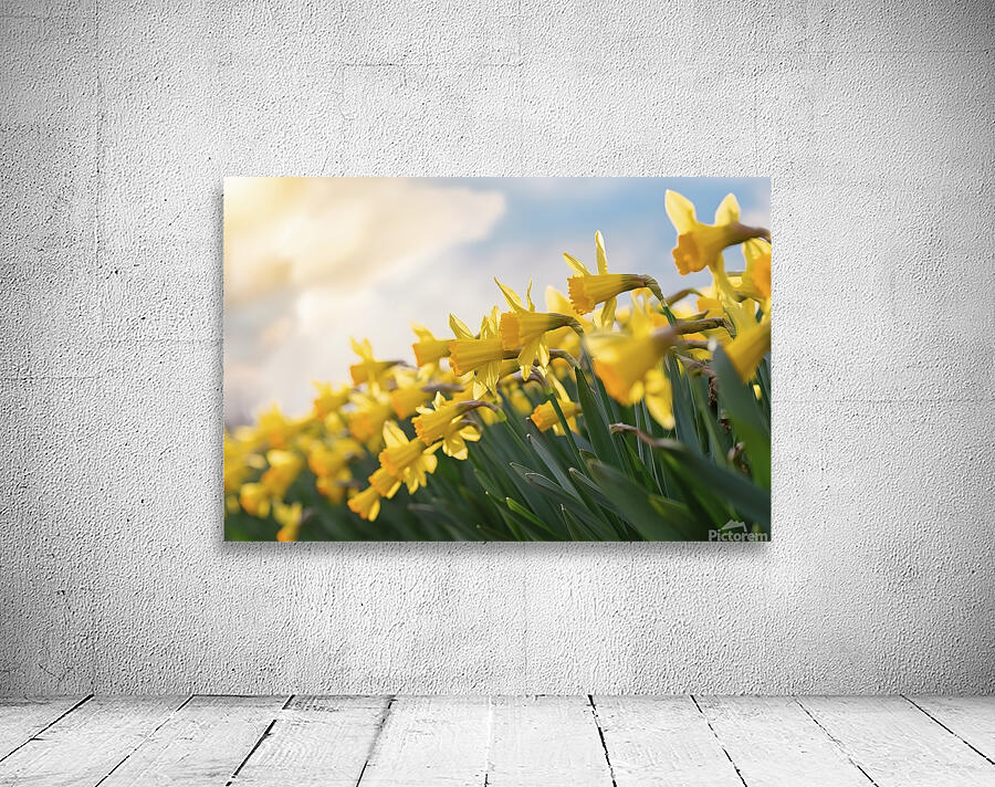 Daffodils flower background Wall Preview