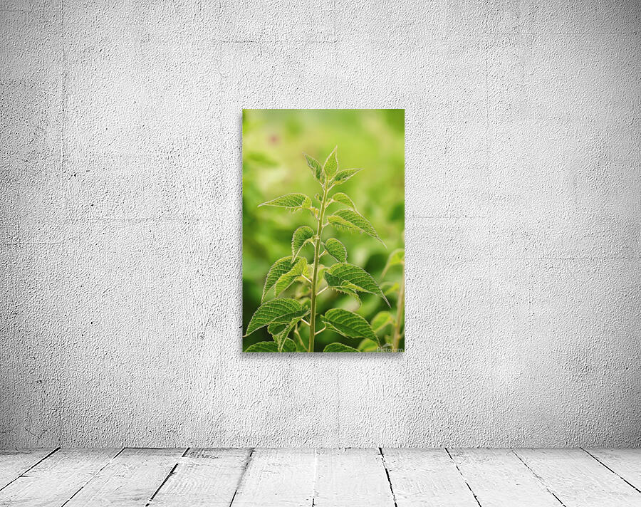 Nettle close up 2 Wall Preview