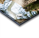 Leopard on high Acrylic print