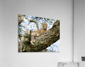 Leopard on high Acrylic Print
