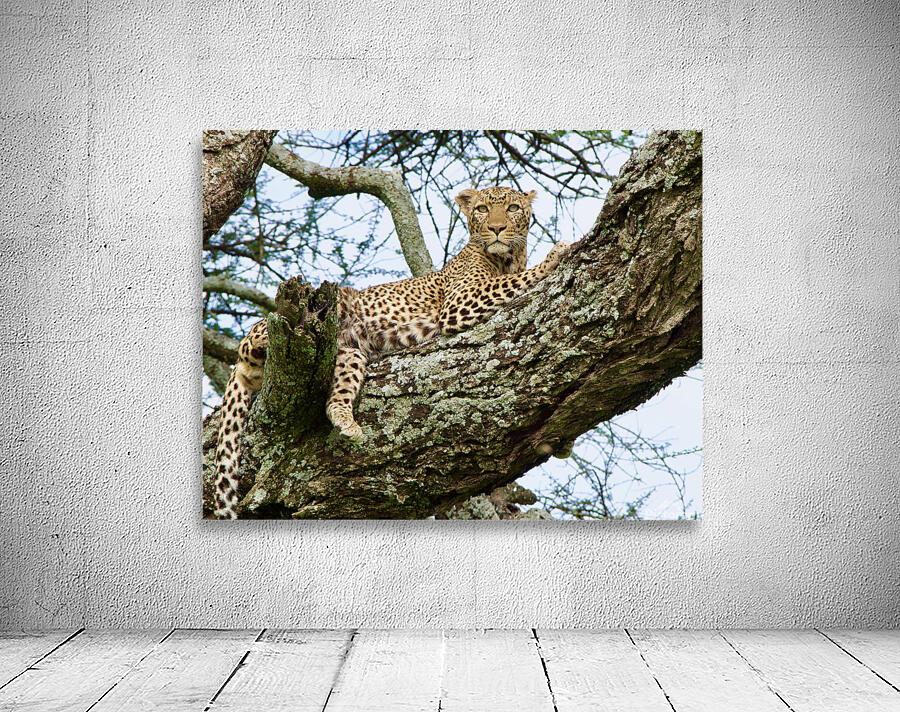 Leopard on high Wall Preview