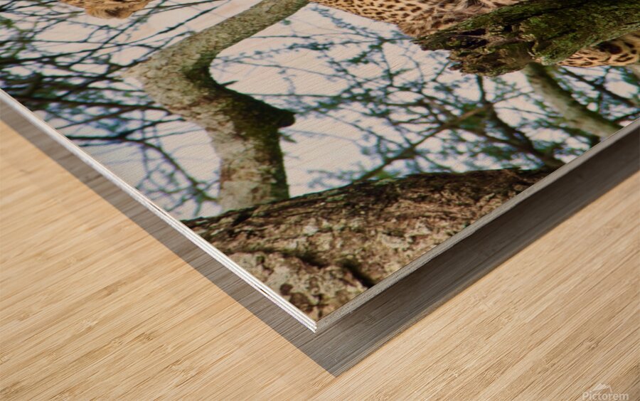 Leopard on high Wood print