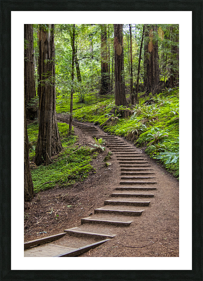 Forest Stairway Picture Frame print