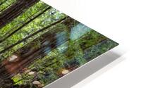 Forest Stairway HD Metal print