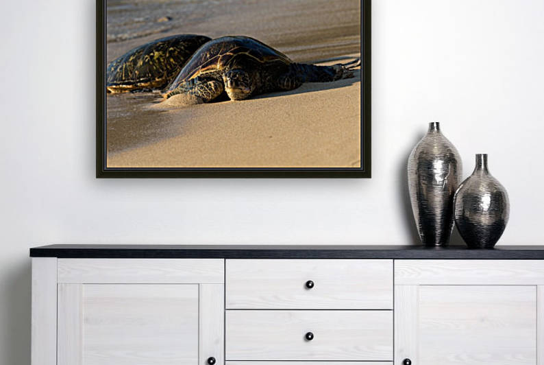 Green Sea Turtles on Hookipa Beach   Maui Hawaii 4301 by Sanjeev Singhal