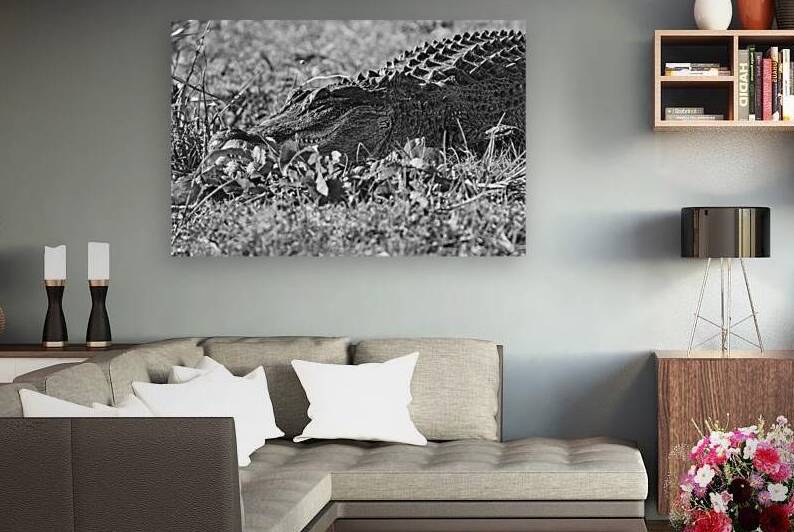 Alligator at Phinizy Swamp Black  White   Augusta by Sanjeev Singhal
