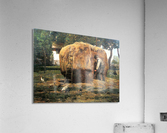 The Barnyard Acrylic Print