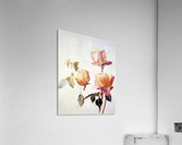 Florentine Roses Acrylic Print