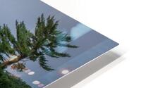 SS tree HD Metal print