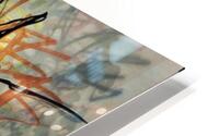 Squash  HD Metal print