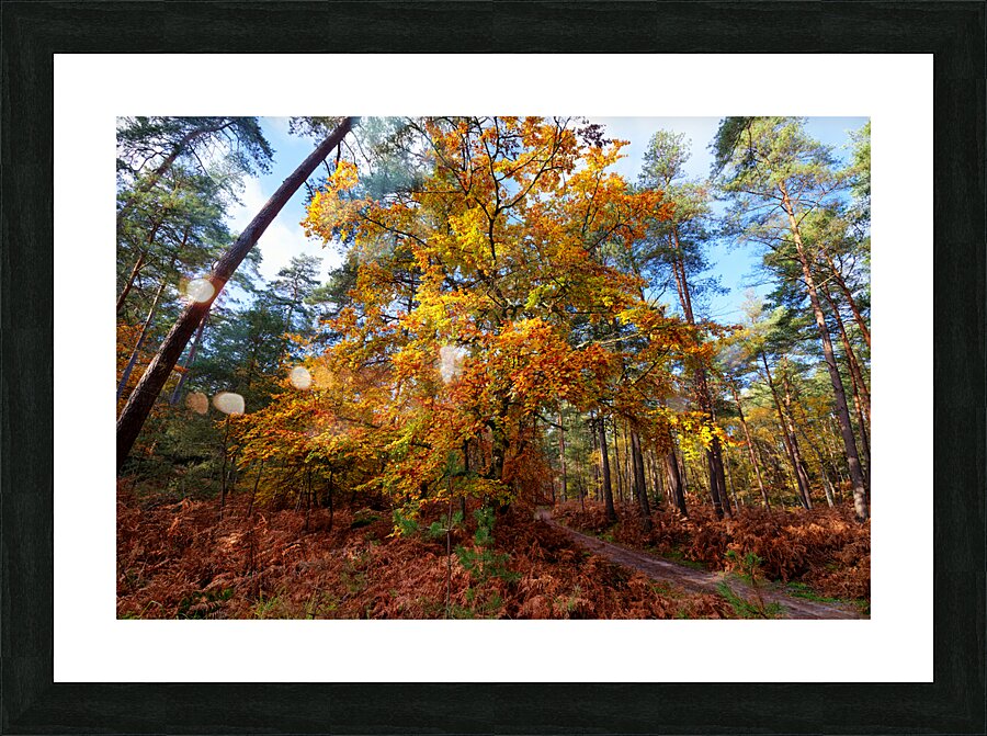 Gorges du houx Picture Frame print