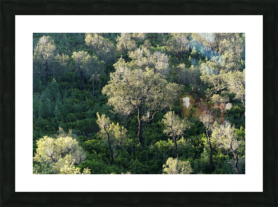Mediterranean forest Picture Frame print