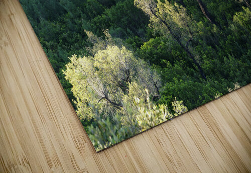 Mediterranean forest Hassan Bensliman puzzle