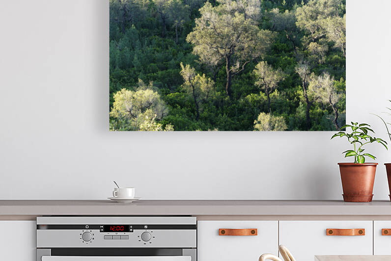 Mediterranean forest Reproduction