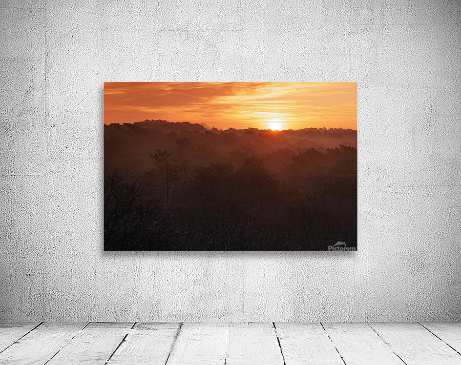 Landes forest  Wall Preview