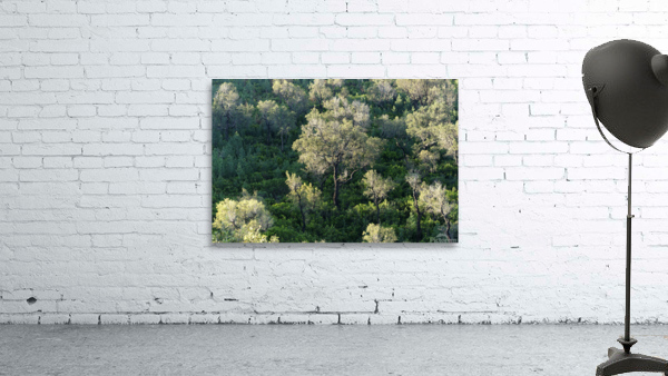 Mediterranean forest Wall Preview