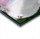 droponflowera Acrylic print