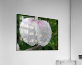 droponflowera Acrylic Print