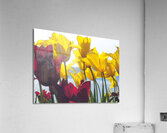 floresalrya Acrylic Print