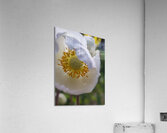 whiteflowera Acrylic Print