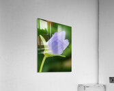 Blue tiny flower Acrylic Print