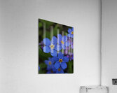 IMG 20240418 173857 Acrylic Print