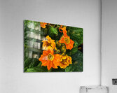 IMG 20240410 122004 Acrylic Print