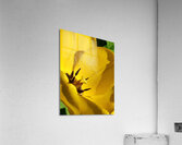 IMG 20240411 145209 Acrylic Print