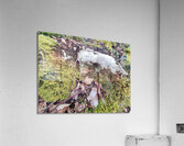 .trashed 1717284546 IMG 20240420 172757 Acrylic Print