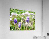 IMG 20240415 092828 Acrylic Print