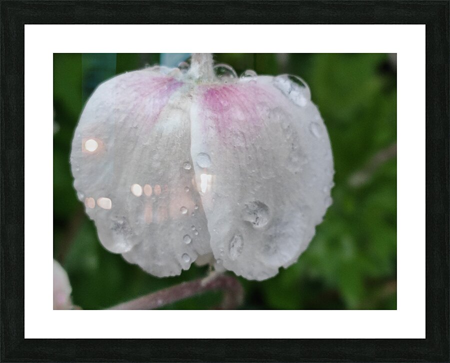 droponflowera Picture Frame print