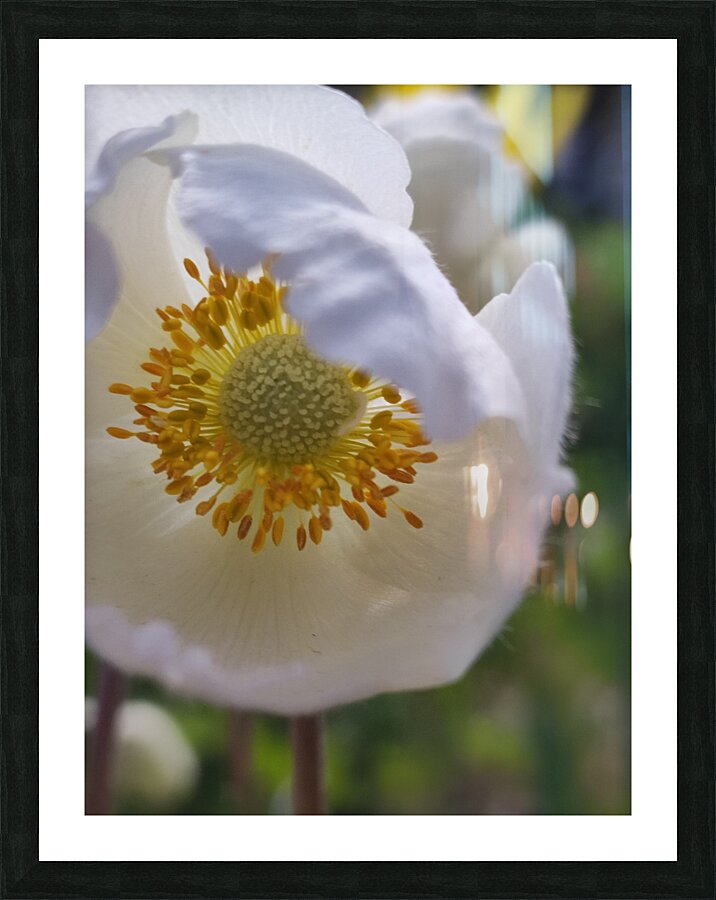 whiteflowera Picture Frame print