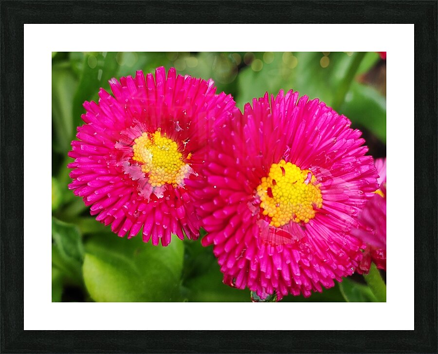 twopinkflowera Picture Frame print