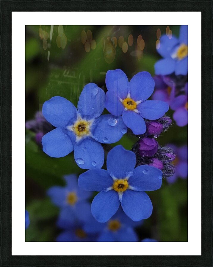 IMG 20240418 173857 Picture Frame print