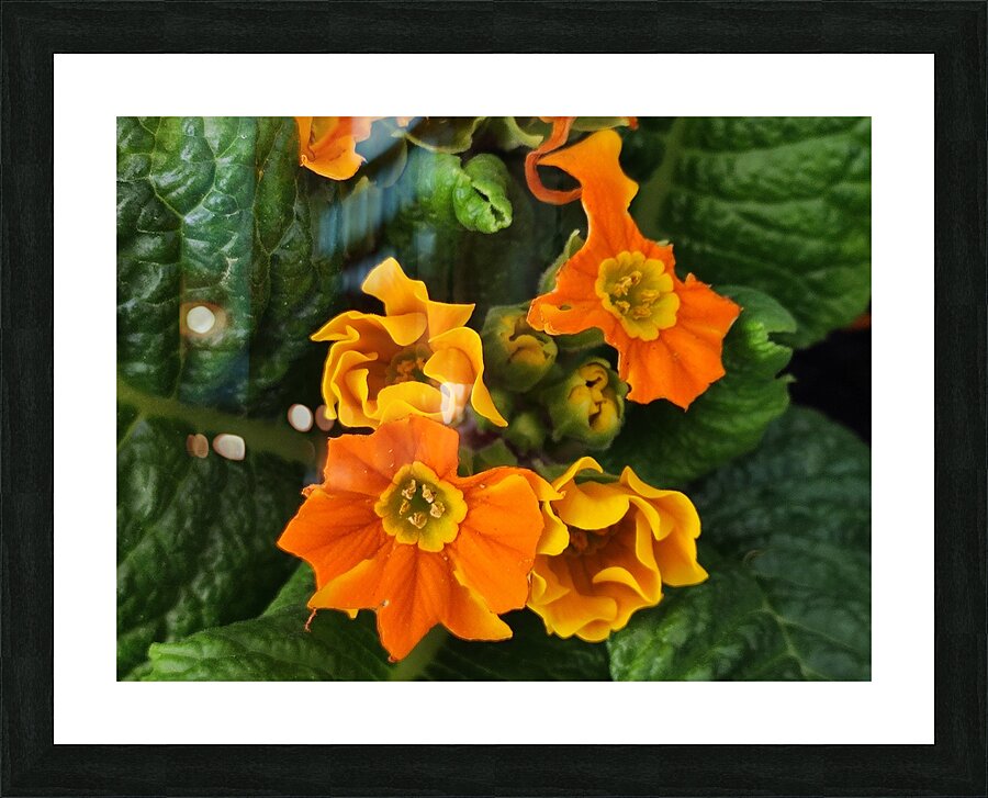 IMG 20240410 122004 Picture Frame print